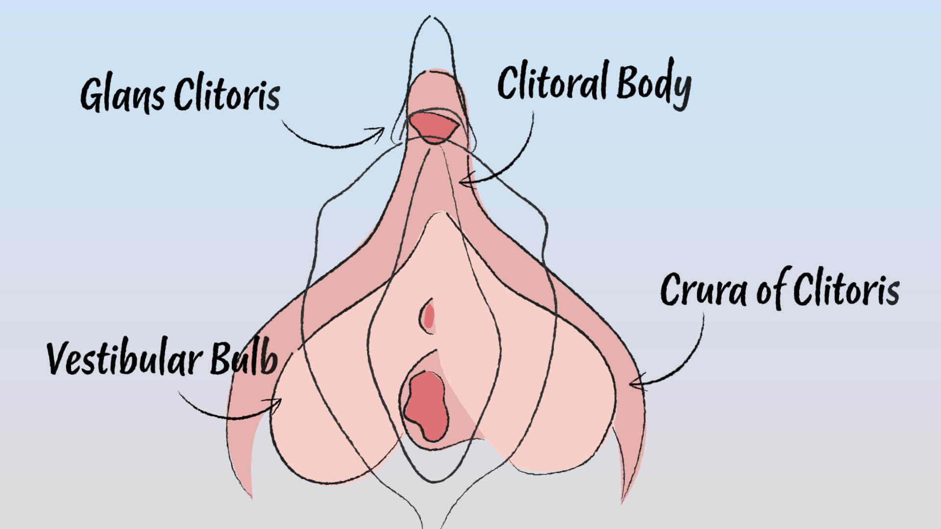 Digital illustration of a clitoris